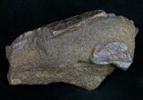 Triceratops Frill Shield Section - Montana #11376-2